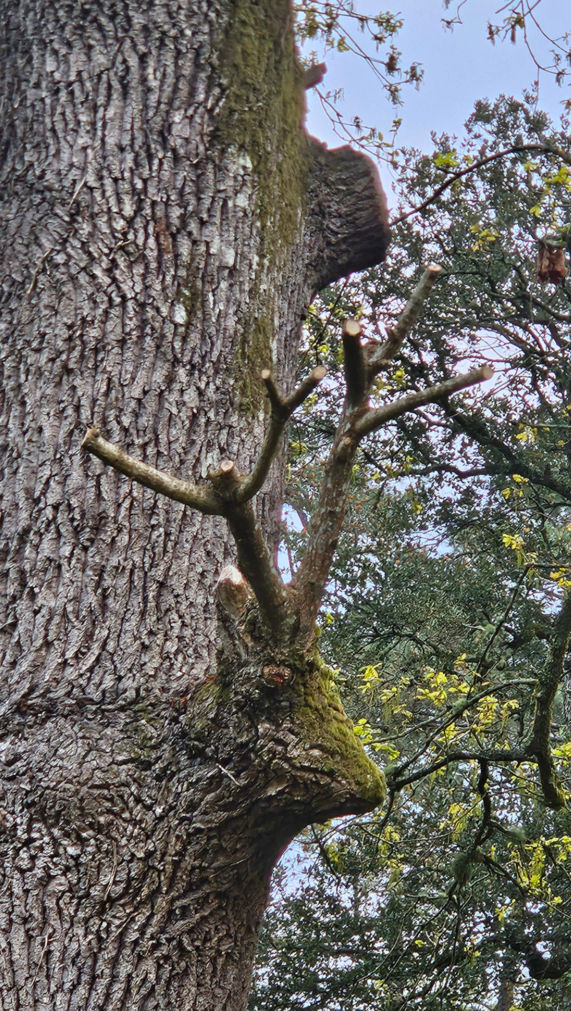 " La tête de cerf " taillée récemment par le Greenkeeper