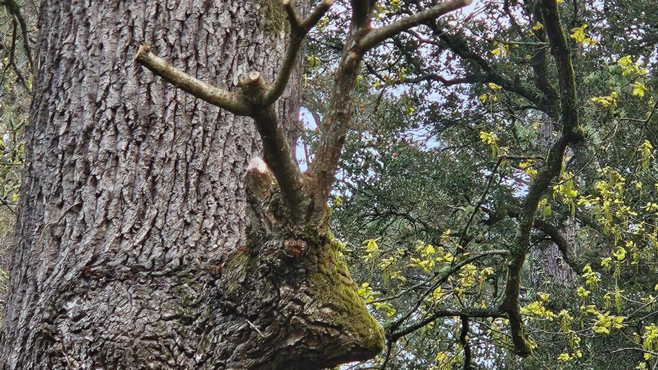 Curiosité de la nature